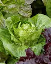 WCS Lettuce - Spretnak Certified Organic