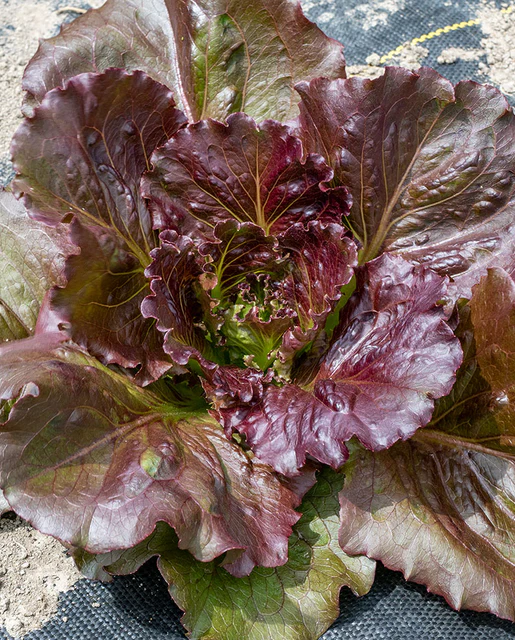 [LT545A] WCS Lettuce (Iceberg) - Red Iceberg