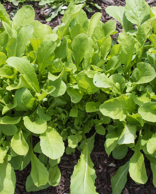 WCS Arugula - Arugula Astro Seed Tape