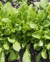 WCS Arugula - Arugula Astro Seed Tape