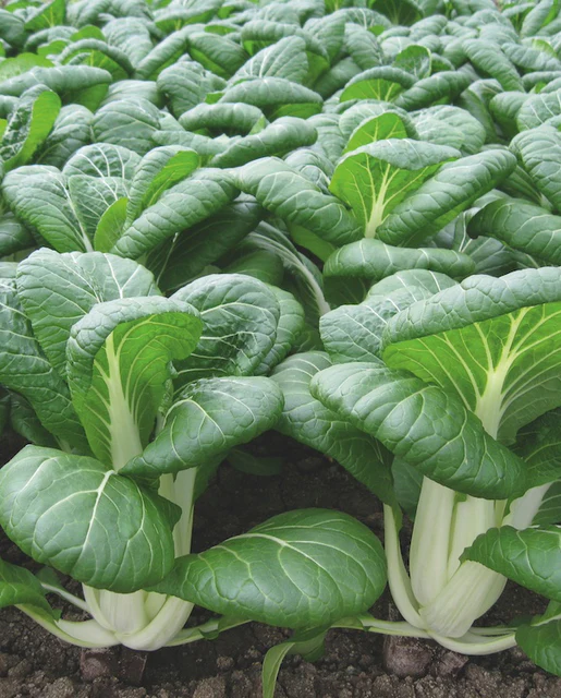 [MU514A] WCS Pac Choi - Bopak Certified Organic