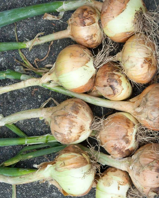 WCS Onion - Walla Walla
