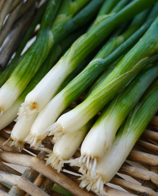 [ON568A] WCS Onion - Green Onion Fukagawa