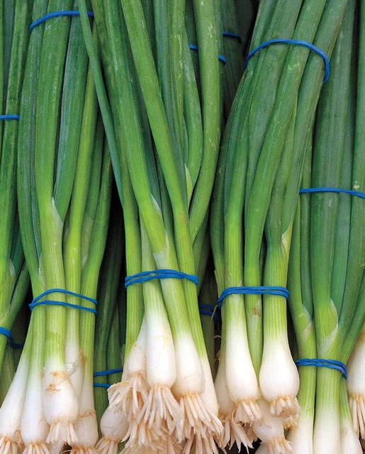WCS Onion - Green Onion Ramrod