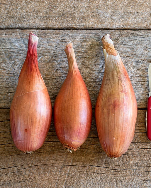 WCS Onion - Shallot Zebrune