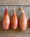 WCS Onion - Shallot Zebrune