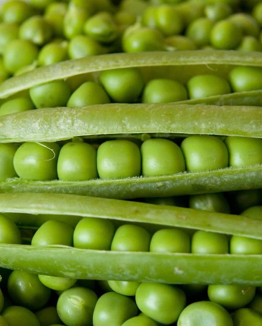 WCS Peas - Alderman (Tall Telephone)