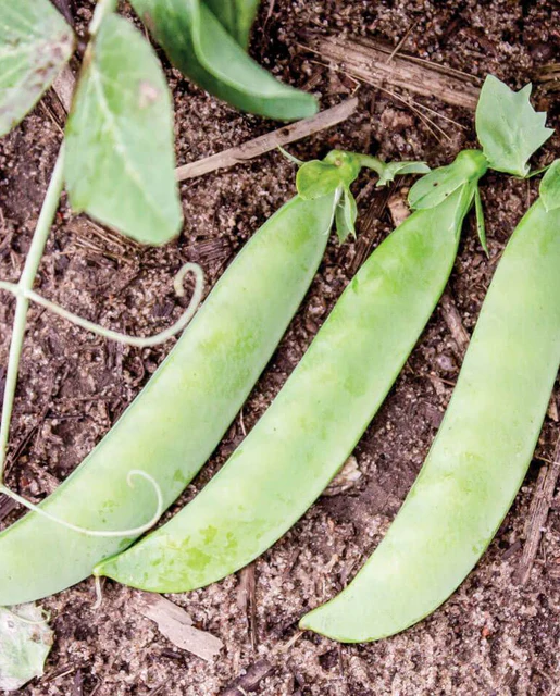 WCS Peas - Sabre