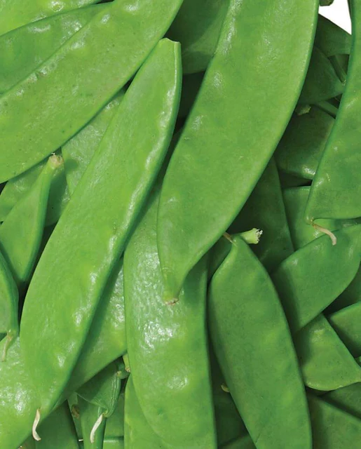 [PE597A] WCS Peas - Oregon Sugar Pod II Organic