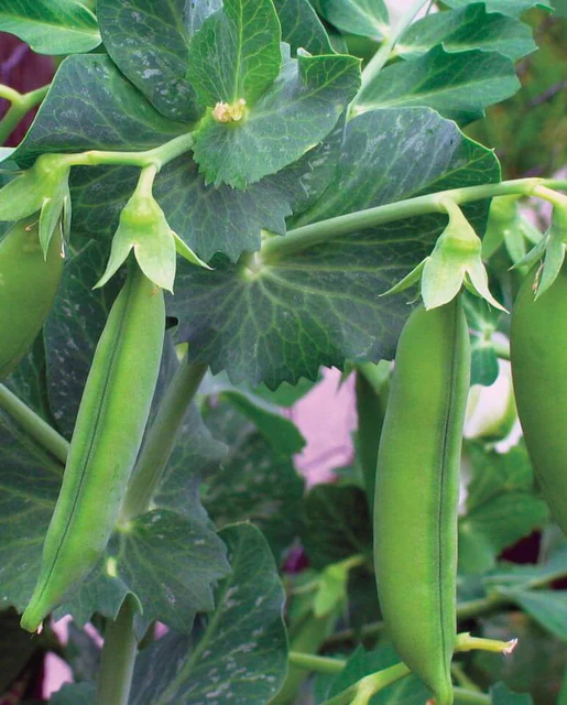 WCS Peas - Little Marvel