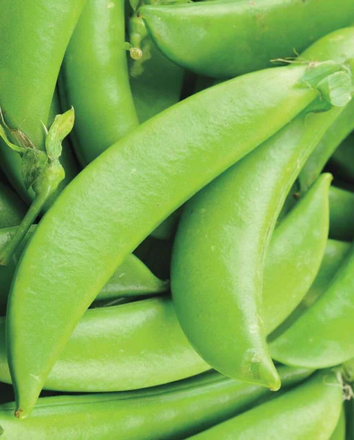 [PE617B] WCS Peas - Sugar Ann