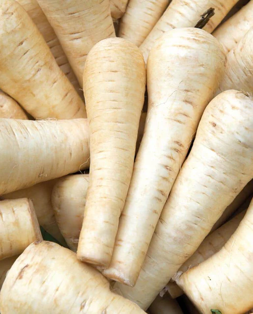 WCS Parsnips - Gladiator