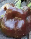 WCS Peppers - Chocolate Beauty