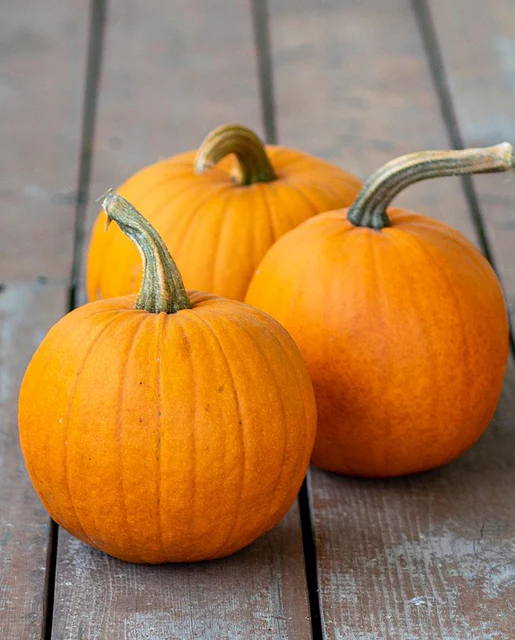 WCS Pumpkins - Small Sugar