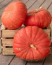 WCS Pumpkins - Rouge Vif d'Etampes
