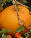 WCS Pumpkins - Jack of All Trades