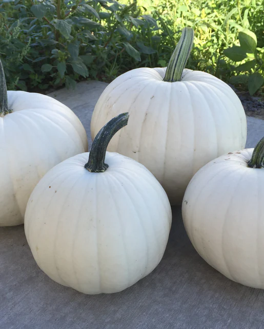 WCS Pumpkins - Blanco