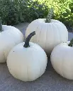 WCS Pumpkins - Blanco
