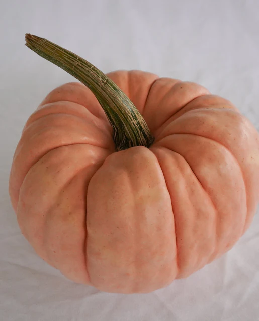WCS Pumpkins - Porcelain Princess