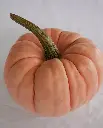 WCS Pumpkins - Porcelain Princess
