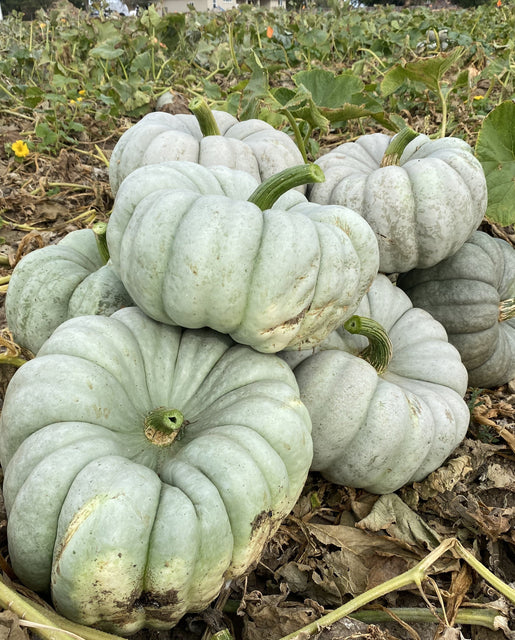 WCS Pumpkins - Mint Prince