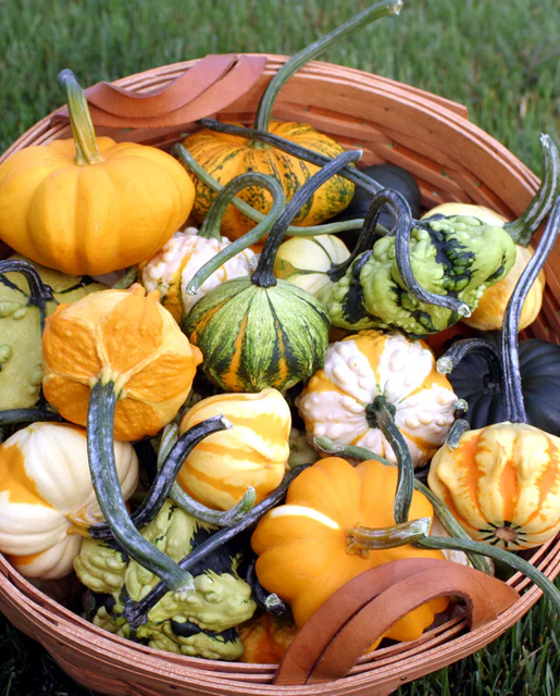 WCS Gourds - Galaxy of Stars