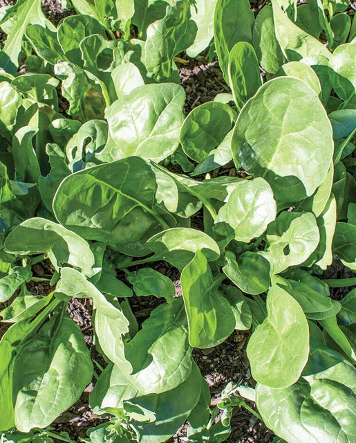 WCS Spinach - Yukon