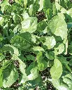 WCS Spinach - Yukon