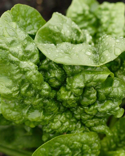 WCS Spinach - Bloomsdale Savoy