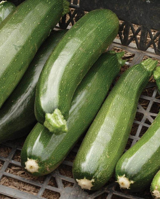 [SQ710A] WCS Squash (Summer) - Zucchini Black Beauty