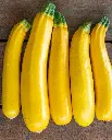 WCS Squash - Zucchini Goldy Certified Organic