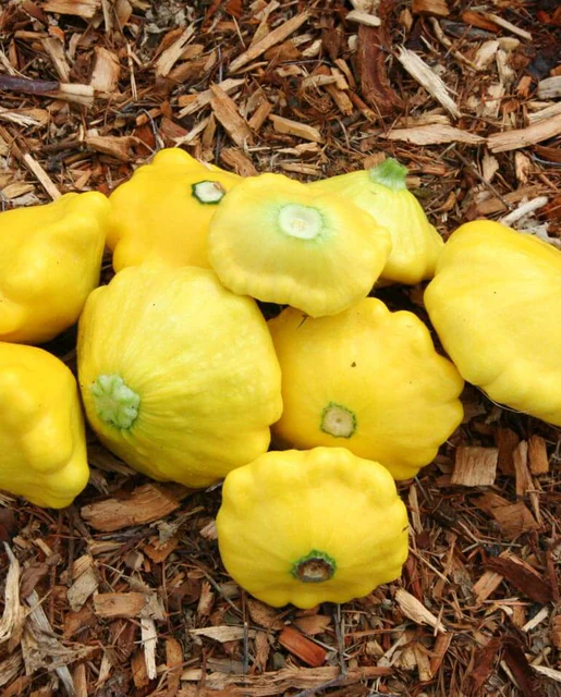 WCS Squash (Summer) - Pattypan Sunburst F1