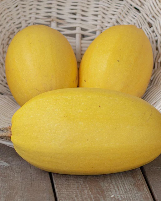 [SQ735A] WCS Squash (Winter) - Spaghetti Squash