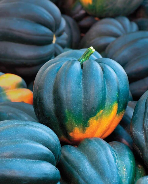 [SQ753A] WCS Squash (Winter) - Acorn Table Queen