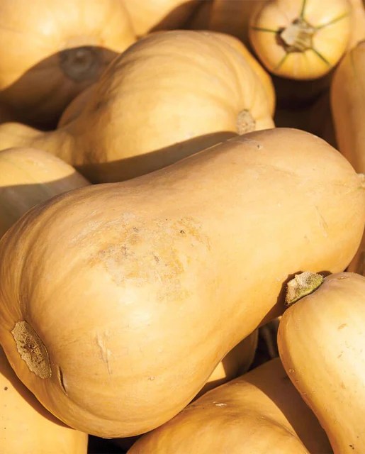 [SQ769A] WCS Squash - Butternut Early Victory