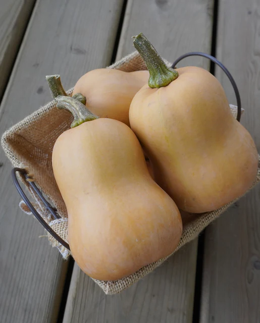 [SQ771A] WCS Squash (Winter)- Butternut Butterbaby Certified Organic
