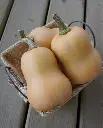 WCS Squash - Butternut Butterbaby Certified Organic