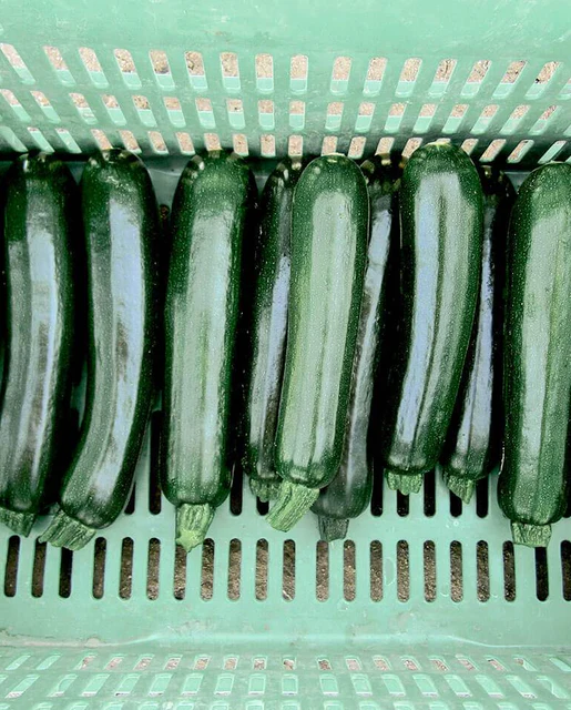 WCS Squash - Zucchini Desert Certified Organic