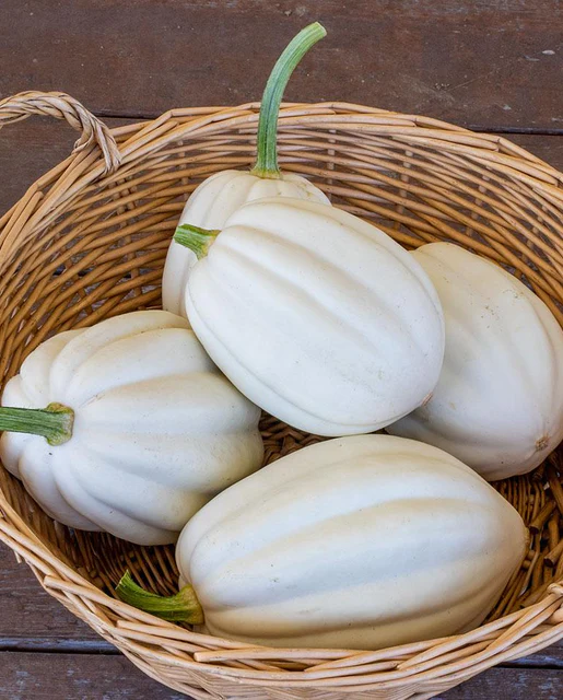 WCS Squash (Winter) - Mashed Potatoes