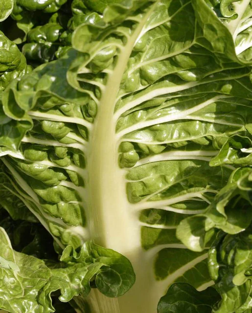 WCS Swiss Chard - Fordhook Giant