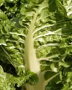 WCS Swiss Chard - Fordhook Giant