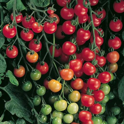 [TM762A] WCS Tomatoes (Cherry) - Supersweet 100