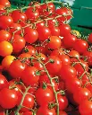 WCS Tomatoes - Sweet Million Cherry