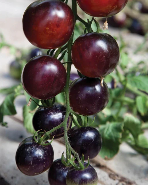 [TM799A] WCS Tomatoes (Cocktail) - Indigo Rose Certified Organic