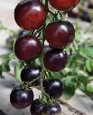 WCS Tomatoes (Cocktail) - Indigo Rose Certified Organic