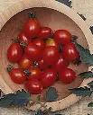 WCS Tomatoes - Principe Borghese Roma