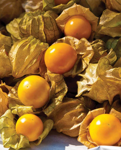 [TM809A] WCS Tomatillo - Aunt Molly's