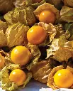 WCS Tomatillo - Aunt Molly's