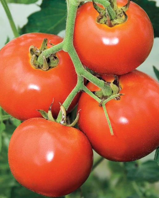 [TM820A] WCS Tomatoes (Cocktail) - Manitoba
