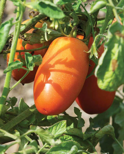 [TM831A] WCS Tomatoes (Roma) - San Marzano Lampadina 2 Certified Organic (vine)